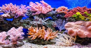 Mercan kayalıkları yok olursa ne olur?