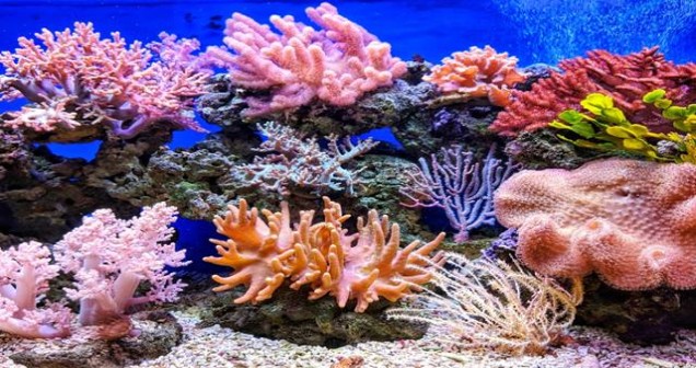 Mercan kayalıkları yok olursa ne olur?